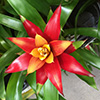 Bromeliad with a base of green strappy leaves but in the center a cluster of bright red shorter leaves with a yellow center of very small pointy leaves