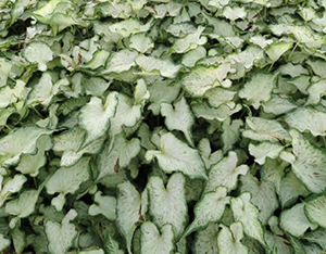 Many caladium plants all with elongated spade shaped leaves that are mostly white and edged in green