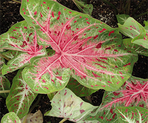 Caladium plant with large green and light pink leaves