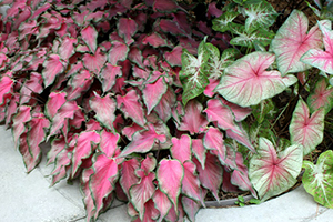 A bed of different caladiums set flush into a concrete patio, some with small pink leaves and some larger with pinkish white.