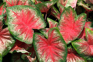 Summer rose caladiums