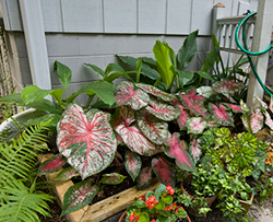 Colorful caladiums and other shade loving foliage plants in a bed against a gray wall of a home