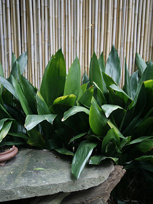 Cast iron plants along a bamboo fence