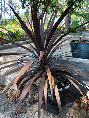 Spiky-leaved foliage plant in container with dark maroon color