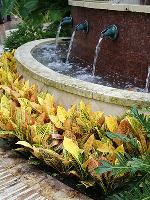 Crotons - University of Florida, Institute of Food and Agricultural