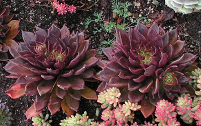 Succulents University Of Florida Institute Of Food And Agricultural Sciences