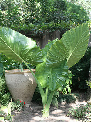 Elephant ears in a garden