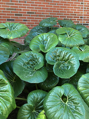 Plant with shiny green leaves resembling giant lily pads in front of a brick wall