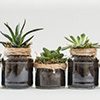three glass jars planted with tiny succulent plants and decorated with twine