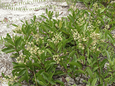 leafy green plant with small white flowers covering a sand dune