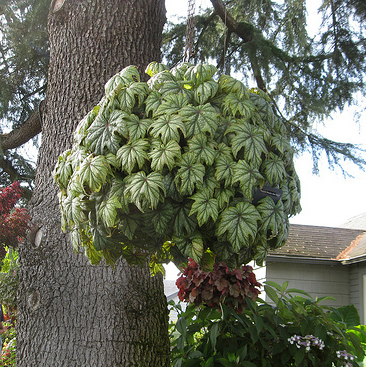 Foliage plant that forms a globe hanging in a basket from a tree