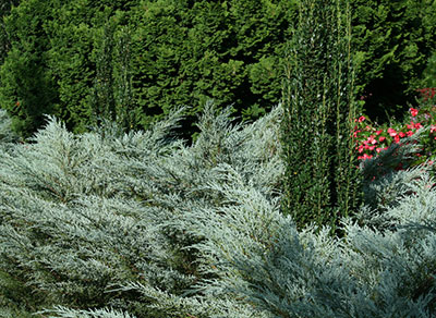 Silvery green juniper shrubs