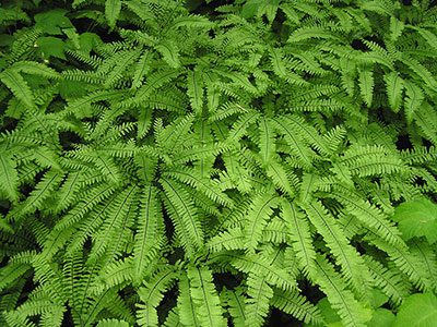 Maidenhair fern