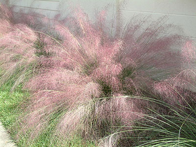How to Care for Muhly Grass? 