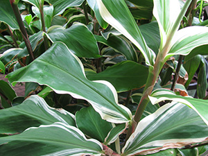 A plant with long green leaves some edged in white and some on the same stem striped with white