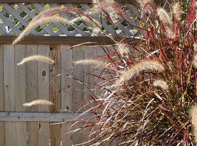 Purple fountain grass grows in tall clumps, the blades are deep burgundy and the flower plumes are tan.