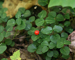 Another low growing tiny plant but with green round leaves and bright red tiny berry like fruit