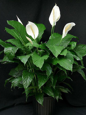 Potted peace lily