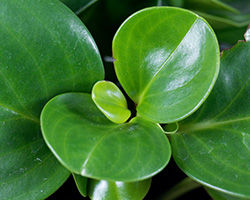 Very close view of smooth green leaves