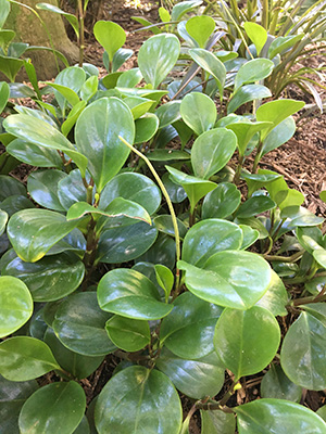 Low growing foliage plant with shiny smooth green oval leaves