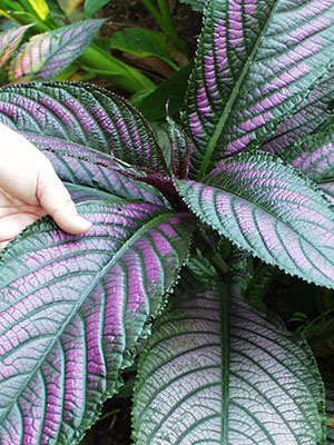 Persian shield