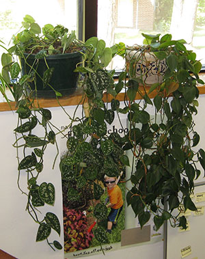 Two potted philodendrons on a windowsill