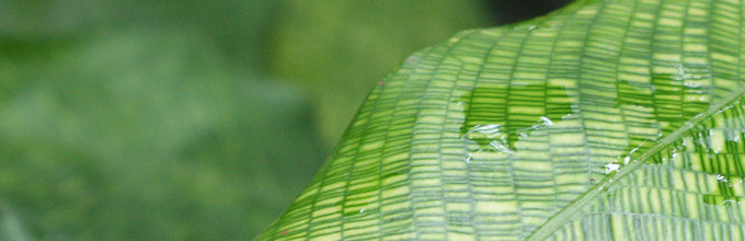 Close up shot of mosiac prayer plant leaf