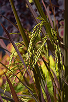 Rice plant with green seedheads and burgundy foliage