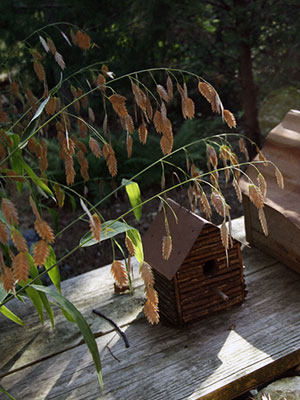 Dried river oats seed heads