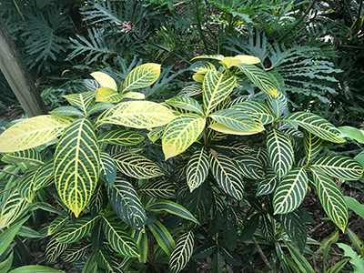 plant with large green leaves with veins lined in bright yellow
