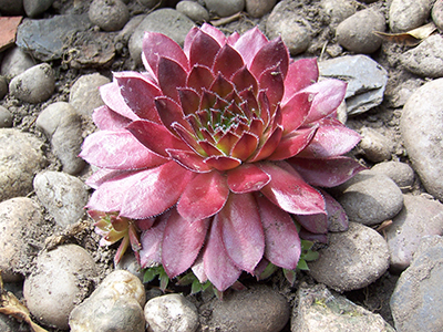 A red rosette succulent growing in rocks