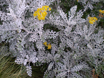 Dusty miller