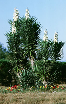 Spanish bayonet with flowers