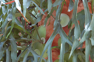 Closeup of staghorn
