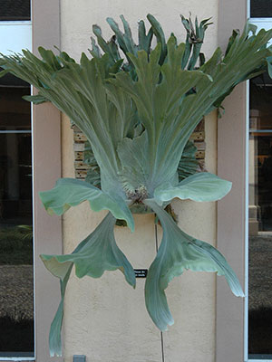Staghorn fern mounted on wall