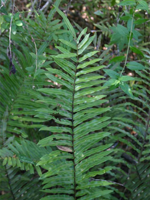 fern