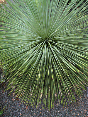 A yucca linearfolia plant with such thin leaves that it resembles a pom pom