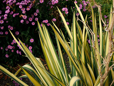 A variegated yucca