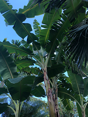 Very tall banana plants as seen from the ground