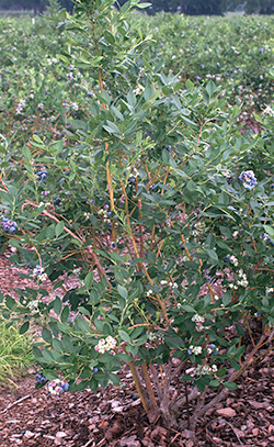 Unremarkable photo of a blueberry shrub