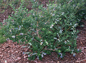 A slightly better photo of a blueberry shrub