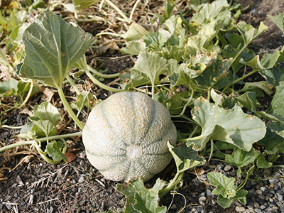 Cantaloupe in the field