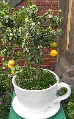 dwarf fruit trees in containers