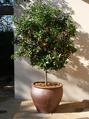 Small citrus tree in large terra cotta pot on a sunny patio