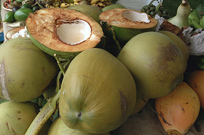 Coconut fruit still in its green outer husk, with one cut open to show the thick brown shell and white meat center