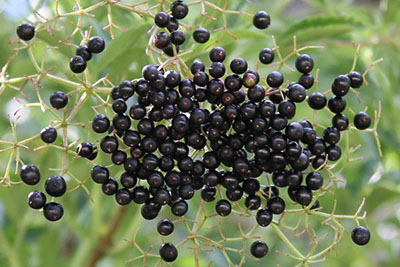 Cluster of tiny black round berries