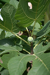 Immature fig fruit on tree