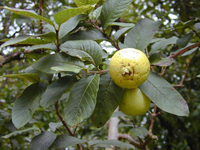 Guava fruit on tree
