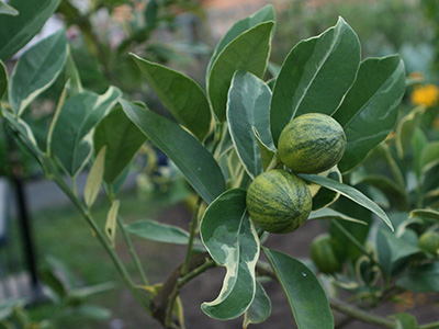 Small green citrus fruit with light striping, resembling tiny watermelons, the leaves of the plant are green with white edges