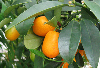 Bright orange kumquat fruit on the tree